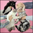 猫とアレルギー