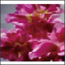 何度でも新しく生まれる