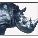 Mr.Children 1992-1995