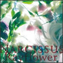 Narcissus
