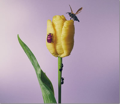 ジャケット画像2です。 